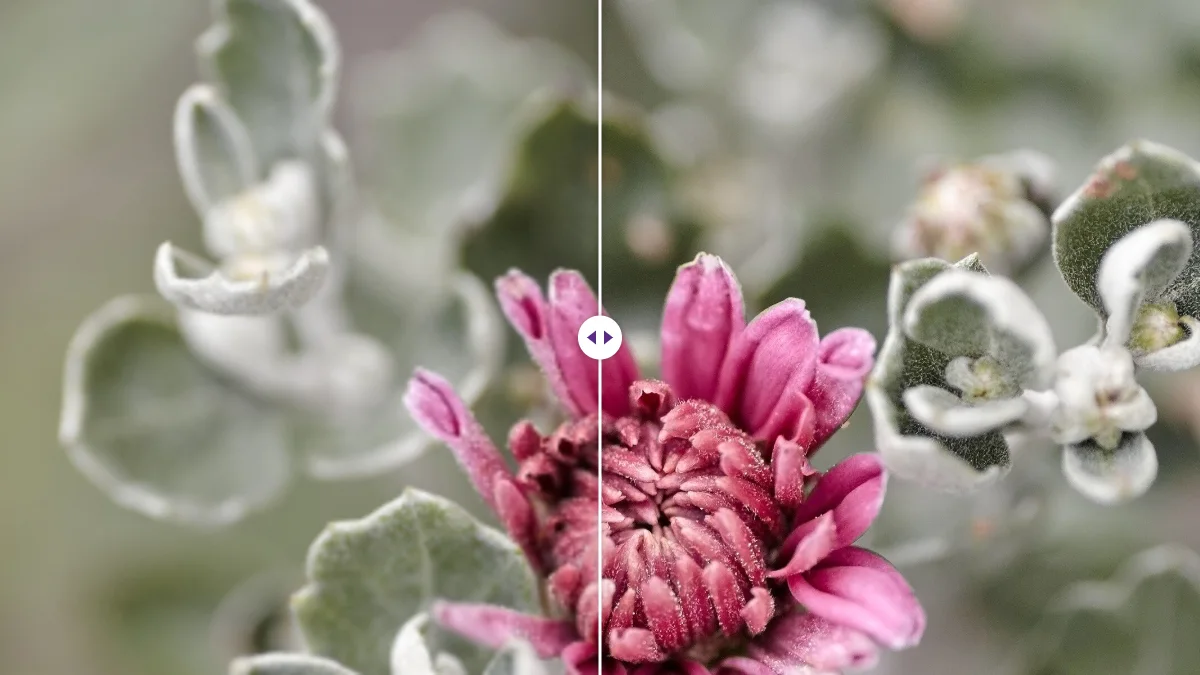 Un fiore rosa tra foglie argentate: versione sfocata a bassa risoluzione a sinistra e versione nitida a destra